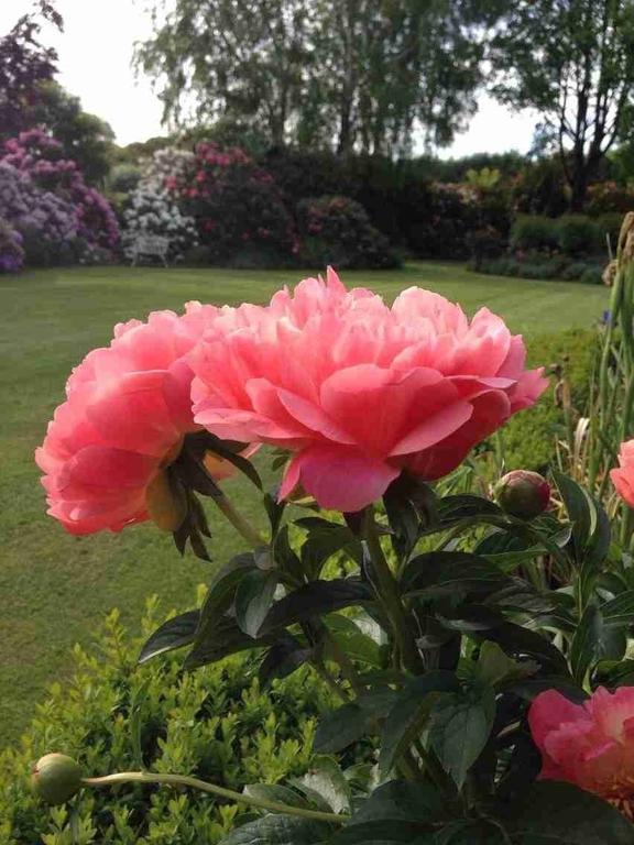 מלון כרייסטצ'רץ' Rhododendron Garden מראה חיצוני תמונה